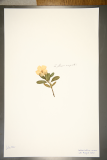 Catharanthus roseus RCPGdnHerbarium (5).JPG